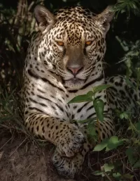 Пазл Пятнистая кошка