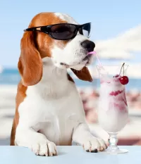 Пазл Пёс и коктейль