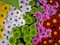 Пазл Радуга хризантем