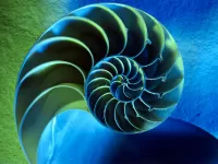 Пазл Фрактал