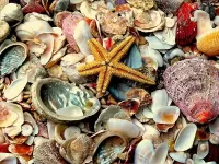 Пазл Ракушки