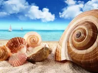 Пазл Ракушки