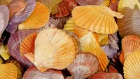 Пазл Ракушки
