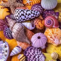 Пазл Ракушки