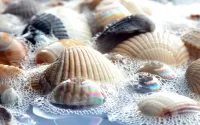 Пазл Ракушки в пене