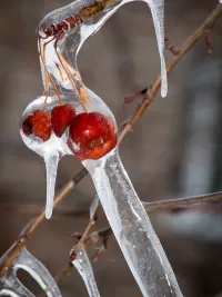 Пазл Ранетки