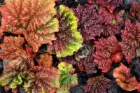 Пазл Ранний ревень