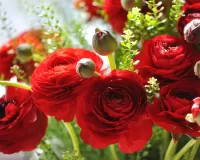 Пазл Ранункулюс