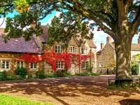 Пазл Раскидистое дерево