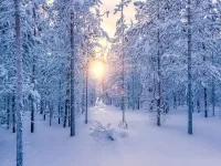 Пазл Рассвет в лесу 