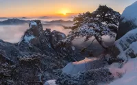 Пазл Растущие на камнях