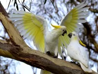 Пазл Разговор