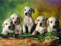 Пазл Ретриверы
