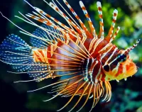 Пазл Рыба крылатка