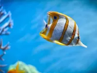 Пазл Рыбешка