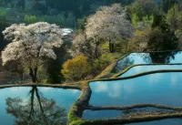 Пазл Rice terraces