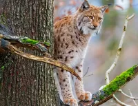 Пазл Рысь на дереве