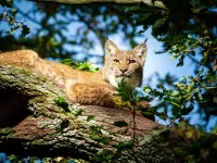 Пазл Рысь на дубе