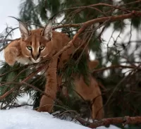 Пазл Каракал
