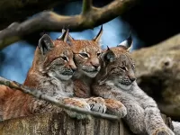 Пазл Рысята