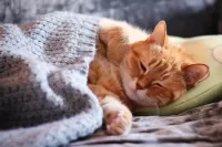 Пазл Рыжая кошка
