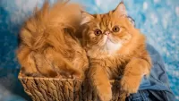 Пазл Рыжая кошка