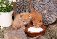 Пазл Рыжие котята 