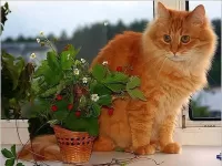 Пазл рыжий кот