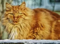 Пазл Рыжий кот 