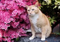 Пазл Рыжий кот