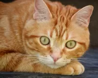 Пазл Рыжий кот