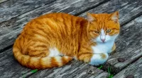 Пазл Рыжий кот