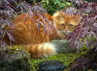 Пазл Рыжий кот 