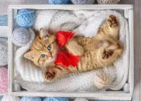 Пазл Рыжий котенок