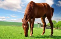 Пазл Рыжий конь