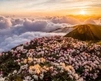 Пазл Рододендроны в горах