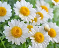 Пазл Ромашка