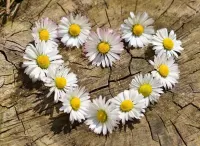 Пазл Ромашки