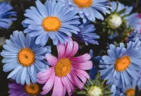 Пазл Ромашки 