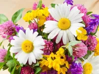 Пазл Ромашки и клевер