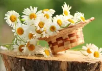 Пазл Ромашки на пне