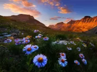 Пазл Ромашки в горах