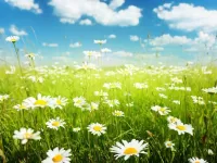 Пазл Ромашковое поле