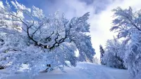 Пазл Роскошная зима