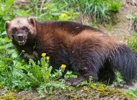 Пазл Росомаха