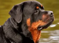 Пазл Ротвейлер