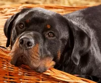 Пазл Ротвейлер