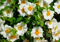 Пазл Роза Чероки