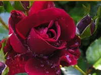 Пазл Роза и бутон