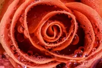 Пазл Роза и капли